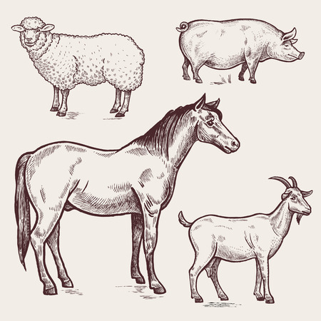 Vector illustration?set poultry - horse, sheep, pig, goat. A series of farm animals. Graphics drawing. Vintage engraving style. Nature. Sketch. Isolated farm animals on white background.のイラスト素材