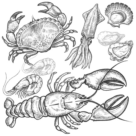 Seafood. Crab, lobster, squid, prawns, oysters, scallops. Hand drawn seafood set. Vector illustration. Isolated image on white background. Vintage style.のイラスト素材