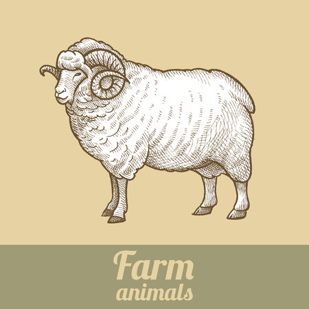 Cattle ram. Series vector illustration of farm animals. Style vintage engraving.のイラスト素材