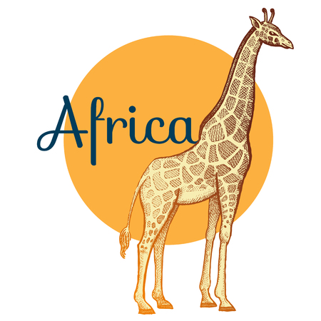 African animals. Giraffe. Illustration Vector Art. Style Vintage engraving. Hand drawing.のイラスト素材