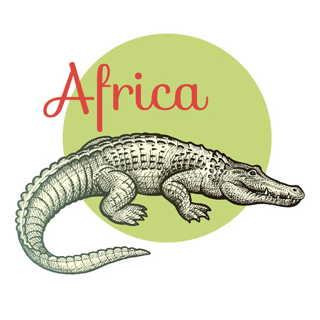 African animals. Crocodile. Illustration Vector Art. Style Vintage engraving. Hand drawing.のイラスト素材