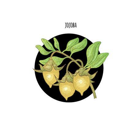 Vector color plant Jojoba in black circle on white background. Concept of graphic image of medical plants, herbs, flowers, fruits, roots. Design for package of health, beauty natural products.のイラスト素材