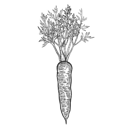 Vegetables. Carrots. Vector illustration. Hand drawing style vintage engraving. Black and white.のイラスト素材
