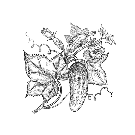 Vegetables. Cucumber. Vector illustration. Hand drawing style vintage engraving. Black and white.のイラスト素材