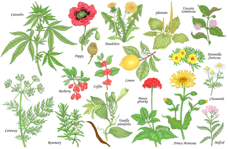 Set of vector medicinal herbs, flowers, plants, spices, fruits. Color illustration Cannabis, Poppy, dandelion, plantain, cumin, barberry, rosemary, vanilla, coffee, ginseng, chamomile, lemon, milfoil.のイラスト素材