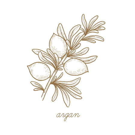 Argan. Vector plant isolated on white background. The concept of graphic image of medical plants, herbs, flowers, fruits, roots. Designed to create package of health and beauty natural products.のイラスト素材