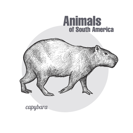 カピバラの写真 イラスト素材一覧 1 949件 ストックフォトのamanaimages Plus