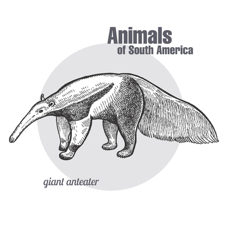 Giant anteater hand drawing. Animals of South America series. Vintage engraving style. Vector illustration art. Black and white. Object of nature naturalistic sketch.のイラスト素材