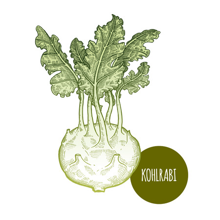 Cabbage kohlrabi. Hand drawing vegetables. Vector illustration art. Green and white. Vintage engraving. Kitchen design.のイラスト素材
