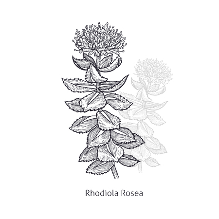 Rhodiola Rosea flower. Medical herbs and plants Isolated on white background series. Vector illustration. Art sketch. Hand drawing object of nature. Vintage engraving style. Black and white.のイラスト素材