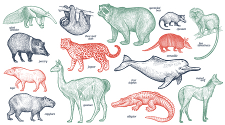 Animals with names set. Bear, battleship, tamarin, wolf, dolphin, lama, jaguar, anteater, peccary, sloth, tapir, capybara, caiman. Vector illustration. Red, green, black isolated on white background.のイラスト素材