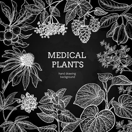 Composition with medical herbs and place for inscription. Vintage style engraving. Hand drawing. Vector illustration for design texts and posters of alternative medicine. White chalk on a black board.のイラスト素材