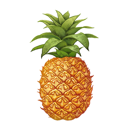 Pineapple. Realistic hand drawing made with colored pencils. Vector illustration. Fruit isolated on white background. Plant for decorating food packaging, kitchen design. Vintage.のイラスト素材