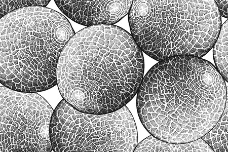 Hand drawing of Melonのイラスト素材