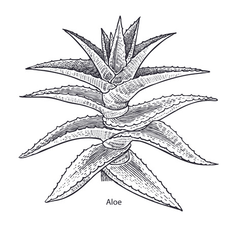 Aloe vera plant. Medical herbs and plants Isolated on white background series. Vector illustration. Art sketch. Hand drawing object of nature. Vintage engraving style. Black and white.のイラスト素材