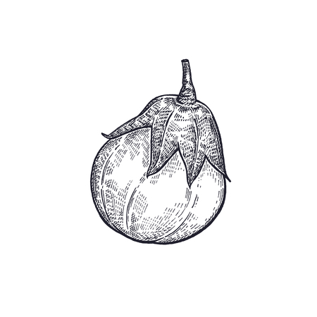 Eggplant. Hand drawing of vegetable. Vector art illustration. Isolated image of black ink on white background. Vintage engraving. Kitchen design for decoration recipes, menus, sign shops, markets.のイラスト素材