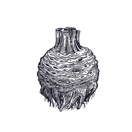 Celery vector art illustration.のイラスト素材