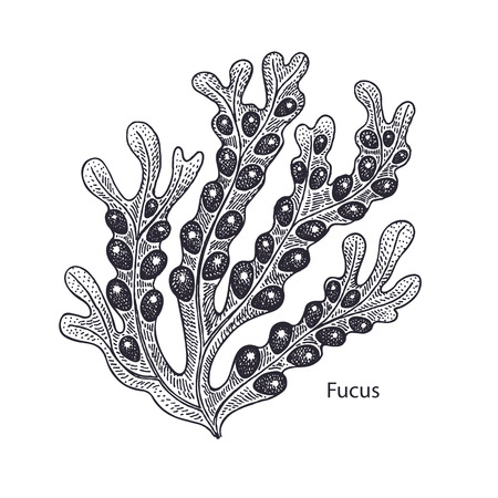 Realistic medical water plant fucus. Vintage engraving. Vector illustration art. Black and white. Hand drawn of alga. Alternative medicine series.のイラスト素材