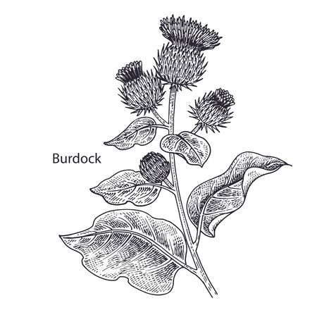 Realistic medical plant Burdock. Vintage engraving. Vector illustration art. Black and white. Hand drawn of flower. Alternative medicine series.のイラスト素材