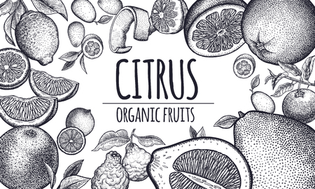 Decoration with citrus fruits and berries. Orange, lemon, lime, mandarin, pomelo, grapefruit, bergamot and kumquat. Black and white. Vintage vector illustration art. Hand drawing. Kitchen design.のイラスト素材