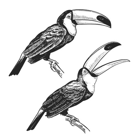 Toucan. Hand drawing of bird from wild. Black figure on white background. Vector illustration. Vintage engraving style. Realistic isolated figure of tropical bird with large beak. Nature concept.のイラスト素材