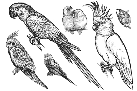 Birds set. Realistic isolated parrots. Hand drawing bird from wild. Black wavy parrots, budgies, Ara, cockatoo, parrots are in love on white background. Vector illustration. Vintage engraving. Natureのイラスト素材