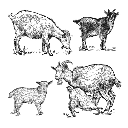 Farm animals set. Goats, little goats, lamb. Isolated realistic image black on white background. Handmade drawing. Vintage. Vector illustration. Design for agricultural products, farm stores, marketsのイラスト素材