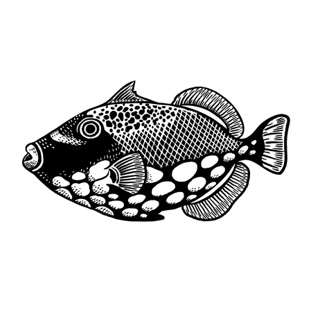 Decorative coral fish isolated on white background. Vector illustration art. Animal of underwater...