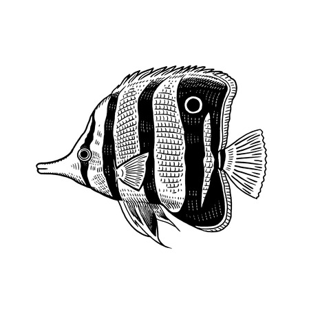 Decorative coral fish isolated on white background. Vector illustration art. Animal of underwater...