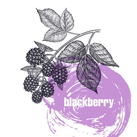 Realistic vector illustration of berry isolated on white background. Hand drawing sketch. Design for package of health and beauty natural products. Vintage black and white engravingのイラスト素材