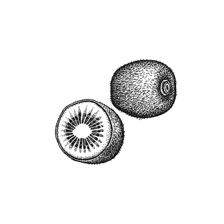 Kivi fruit. Realistic vector illustration plant. Apterux isolated on white background. Hand drawing. Decoration for the menu and kitchen design. Vintage black and white engraving. Vegetarian foodのイラスト素材