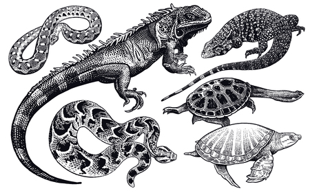 Lizards, snakes and turtles set. Isolated black sketch on white background. Vector illustration. Hand drawing realistic. Vintage engraving of wildlife.のイラスト素材