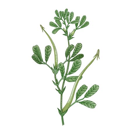 Realistic medical plant Fenugreek. Vintage engraving. Vector illustration art. Color sketch. Hand drawn of flower. Alternative medicine series.のイラスト素材