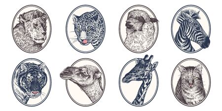 Portraits of animals in frame. Set of icons. African mammals zebra, giraffe, llama, camel, lion, tiger, leopard and cat close-up. Vector illustration, sketch. Hand drawing. Vintage.のイラスト素材
