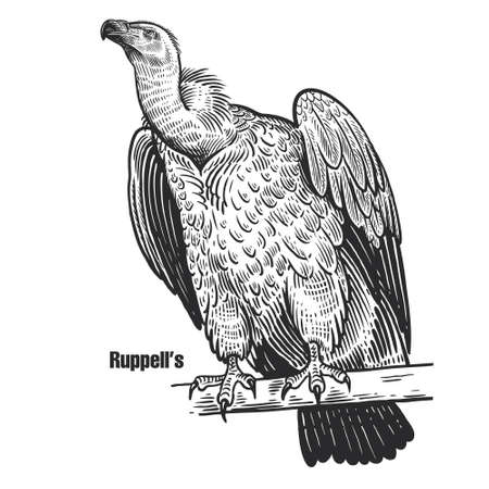 Ruppell's. Griffon vulture. Predatory bird. Black sketch of animal on a white background. Vintage engraving.のイラスト素材