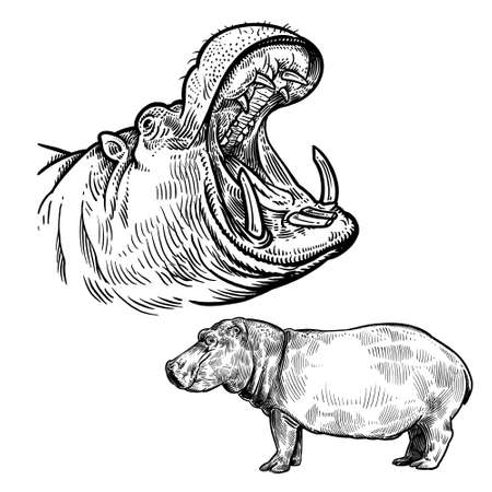 Hippopotamus in profile and hippopotamus head with open mouth close-up. Animal Africa. Vintage. Vector art illustration. Black and white. Wildlife. Hand drawing hippo. Predator behemoth.のイラスト素材