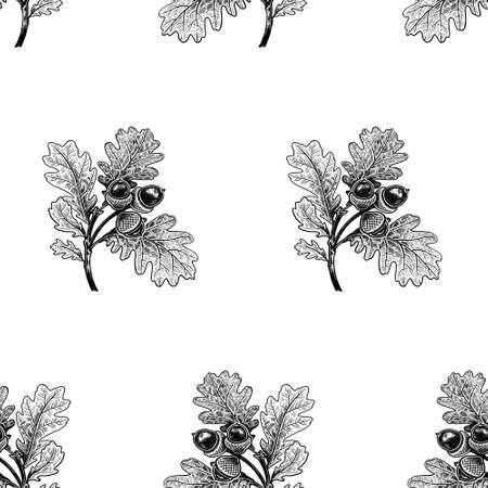 Oak branch with leaves and acorns. The isolated image on a white background. forest tree. sketches of nature. vector illustration. Black and white graphics. vintage sketch.のイラスト素材
