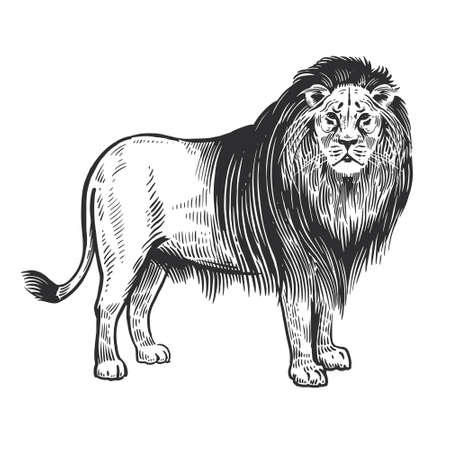 Lion. African animal Isolated on white background. Wildlife object. Illustration Vector Art. Style Vintage engraving. Hand drawing. Black and white.のイラスト素材