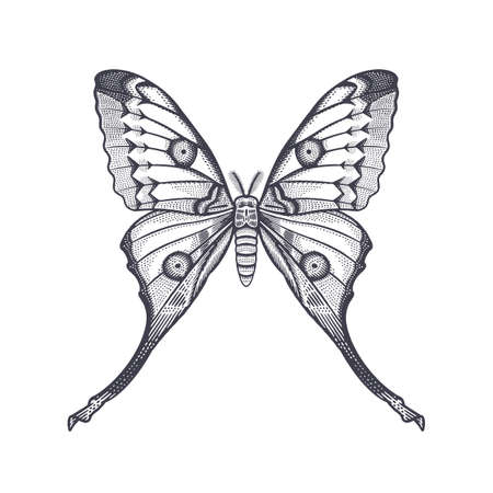 Night butterfly on a white background. Vector black and white illustration of insects. vintage engraving.のイラスト素材