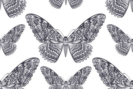 Vintage seamless pattern. Night butterfly on a white background. Vector black and white illustration of insects. nature background.のイラスト素材