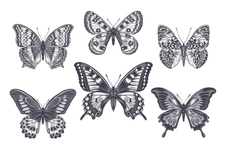 Beautiful Butterflies isolated on white background set. Vector black and white illustration of insects. vintage engraving.のイラスト素材