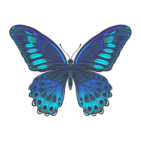 Blue Mormon butterfly. Color decorative butterfly isolated on white background. Vector illustration of insects. vintage engraving.のイラスト素材