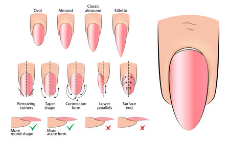 Illustration of a manual for creating an oval-shaped manicureのイラスト素材