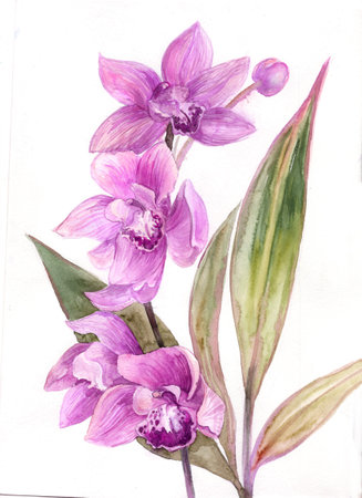 Pink orchid flower drawn in watercolor isolatedの写真素材