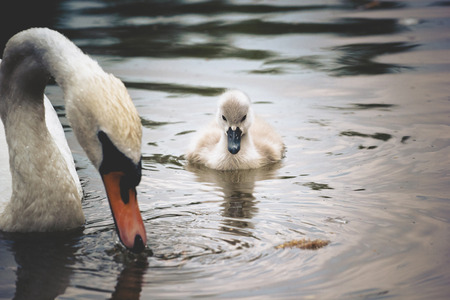 Baby swan swimming at the lake with motherの写真素材