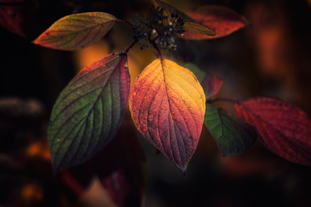 Vibrant colorful leaves in fall colors, red, yellow and green wit h dark background
