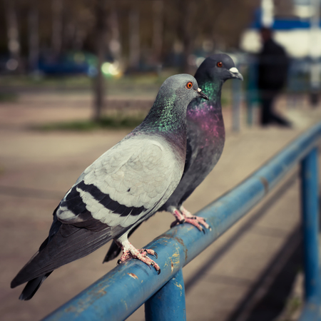 Two pigeons sitting on a blue iron fence in urban city parkの写真素材