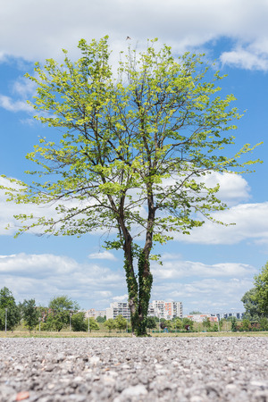 Green tree against blue sky and white cloudsの写真素材