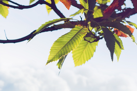 Green leaves backlight from sun and white clouds in the background