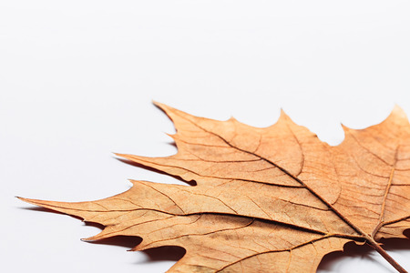 Single dry autumn leaf on a white background with shadow underneath